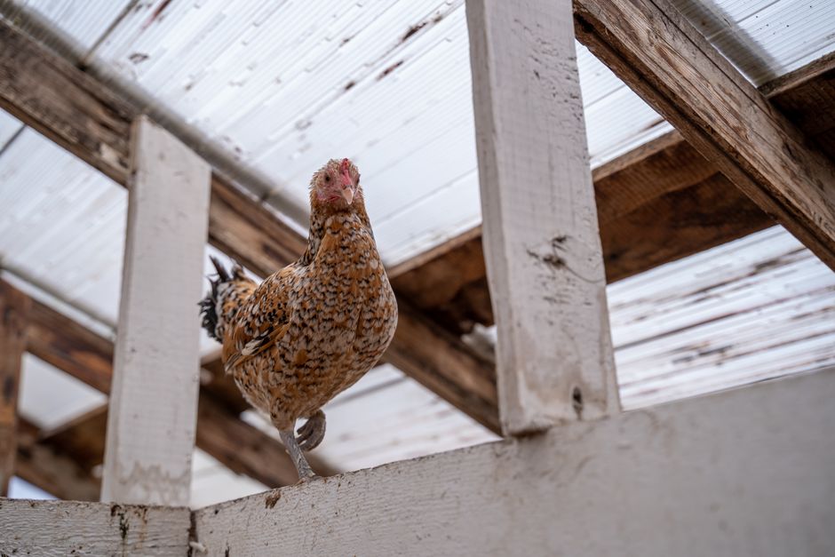 Build Your First Chicken Coop With Free DIY Plans
