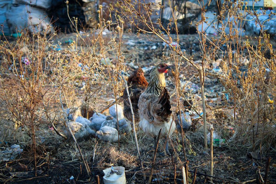 Stop Your Broody Hen From Sitting: 5 Proven Methods