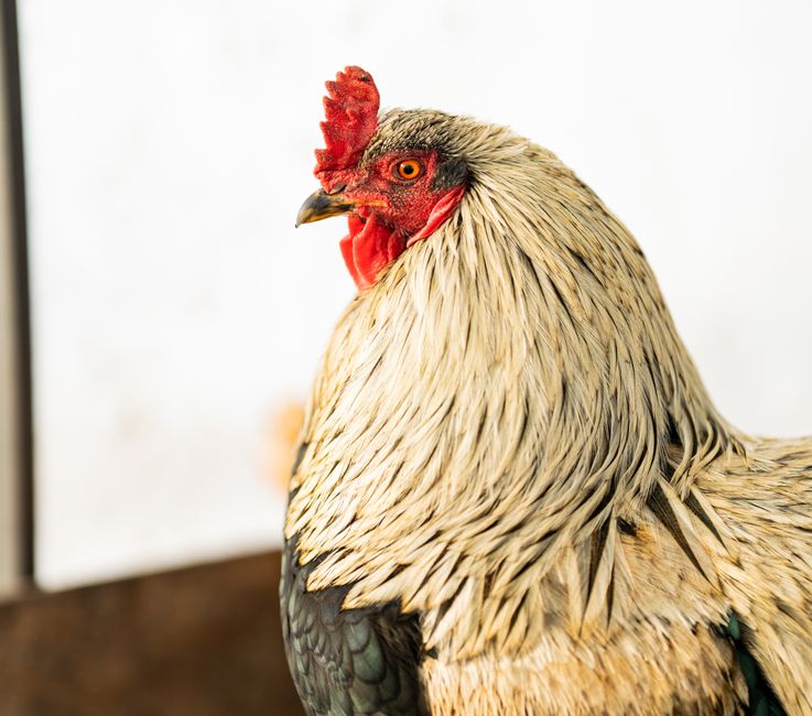 Automatic Chicken Coop Doors: Save Time & Protect Your Flock