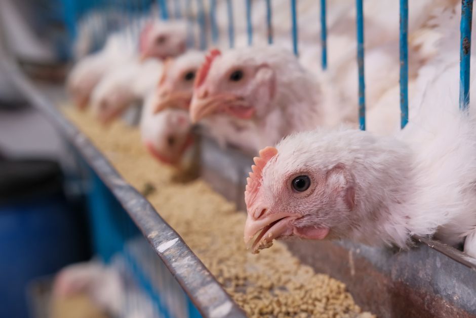 The Right Daily Feed Amount For Backyard Chickens