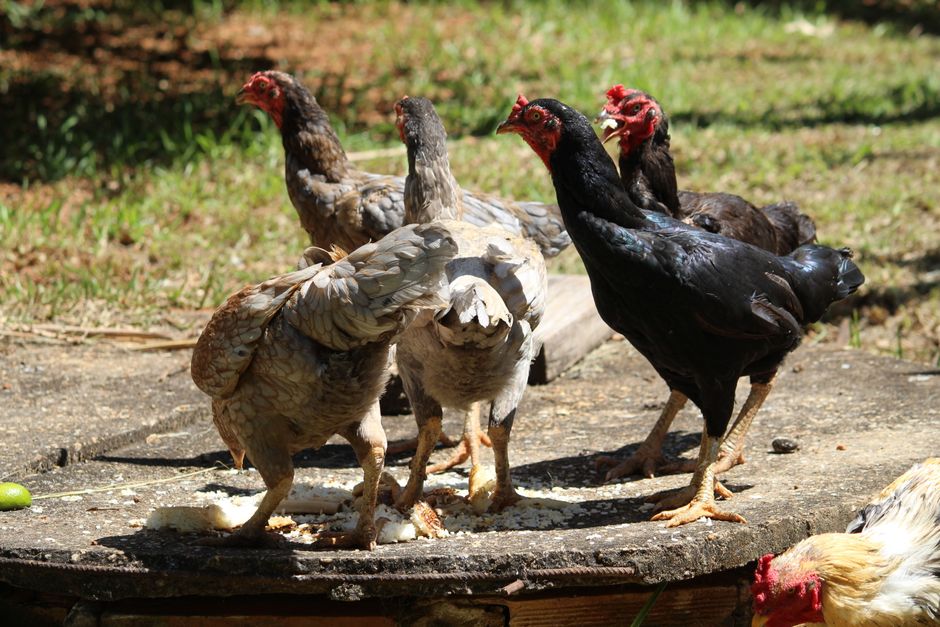 Why Your Backyard Chickens Get Sick: Signs and Solutions