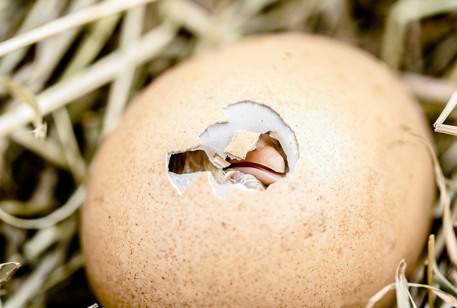 Hatching Chicken Eggs at Home: A Complete Incubation Guide