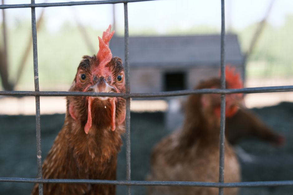 How Big Should Your Chicken Run Really Be?