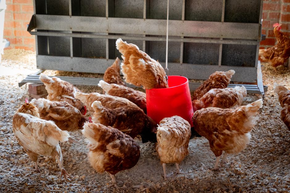 Keeping Chickens Cool in Summer Heat: 7 Essential Strategies