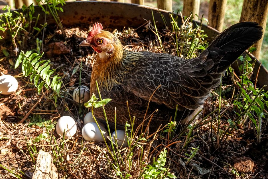 Your Chicken's Laying Schedule: What To Expect