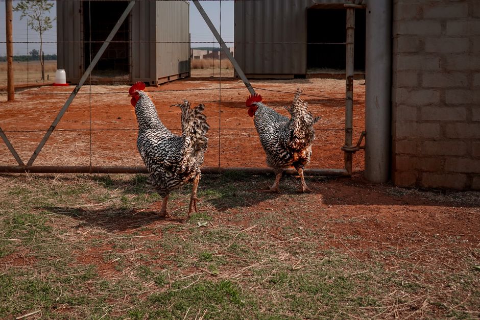 Stop Losing Chickens: Build A Predator-Proof Coop