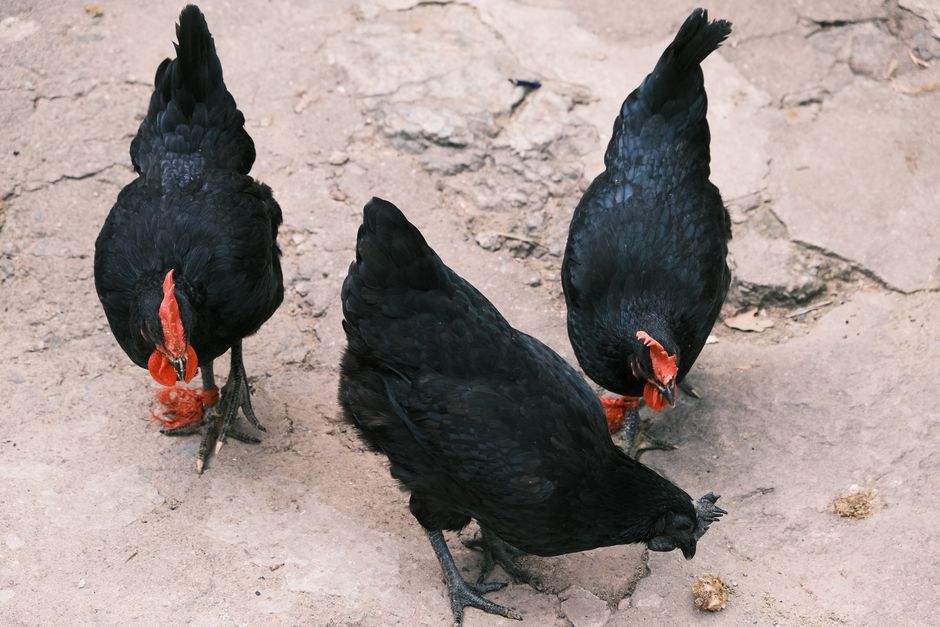 When Your Backyard Chicken Gets Sick: 7 Warning Signs