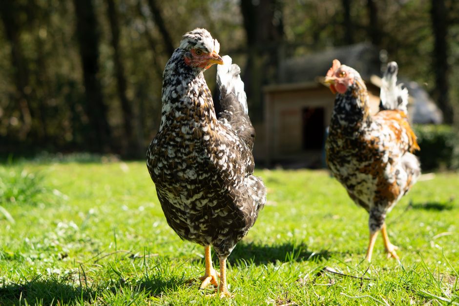 How To Introduce New Chickens To Your Flock
