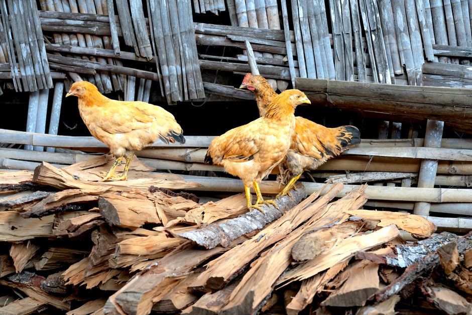 Stop Marek's Disease Before It Wipes Out Your Flock