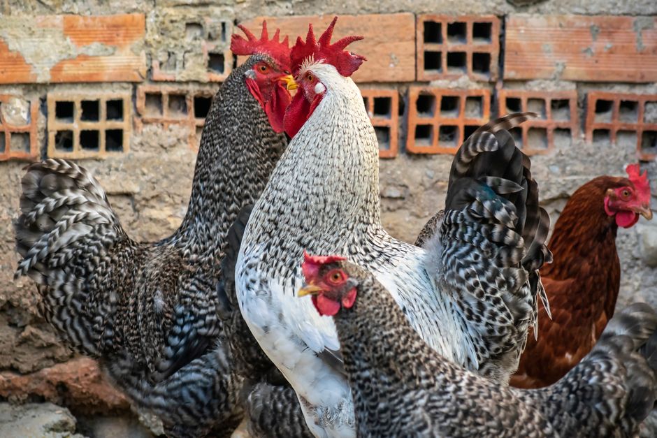 The Right Flock Size For Your Backyard