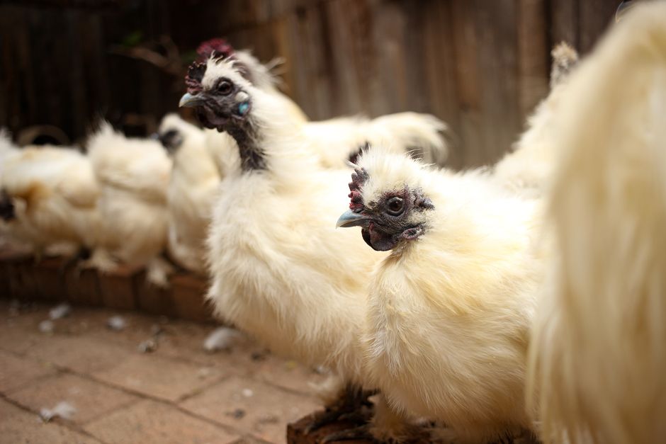 Start Your Flock: 5 Hardy Chicken Breeds For Beginners