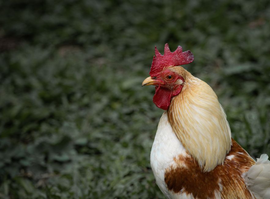 Why Your Chicken Coop Needs Better Ventilation