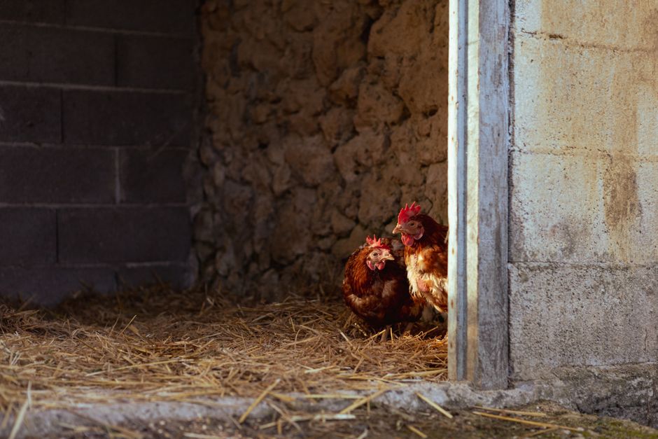 Stop Your Chicken Coop From Smelling Bad