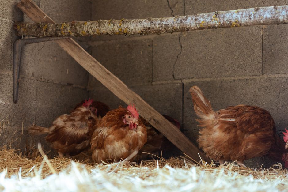 The Best Chicken Coop Bedding for Happy, Healthy Hens