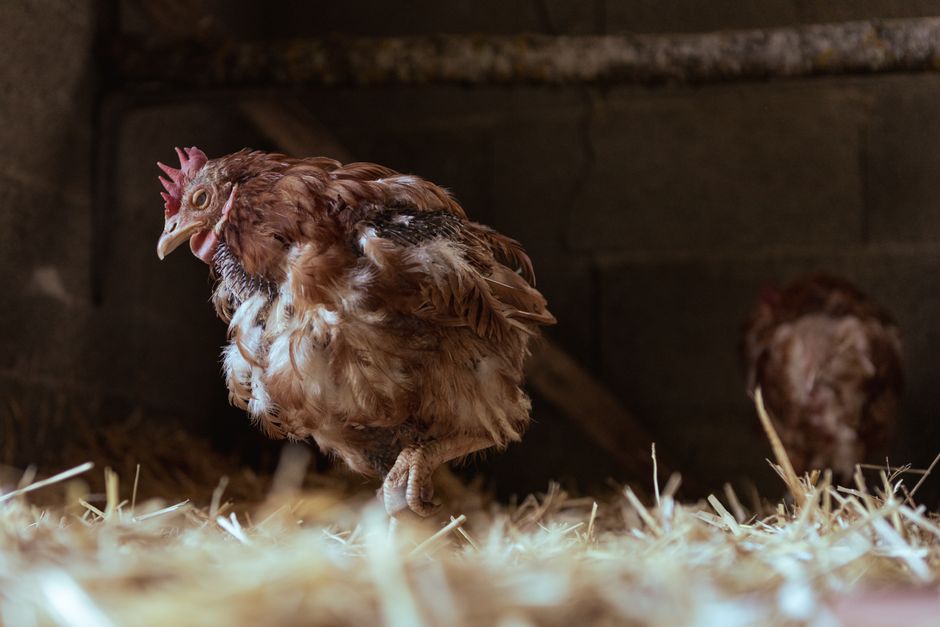 How to Tell Male and Female Chicks Apart