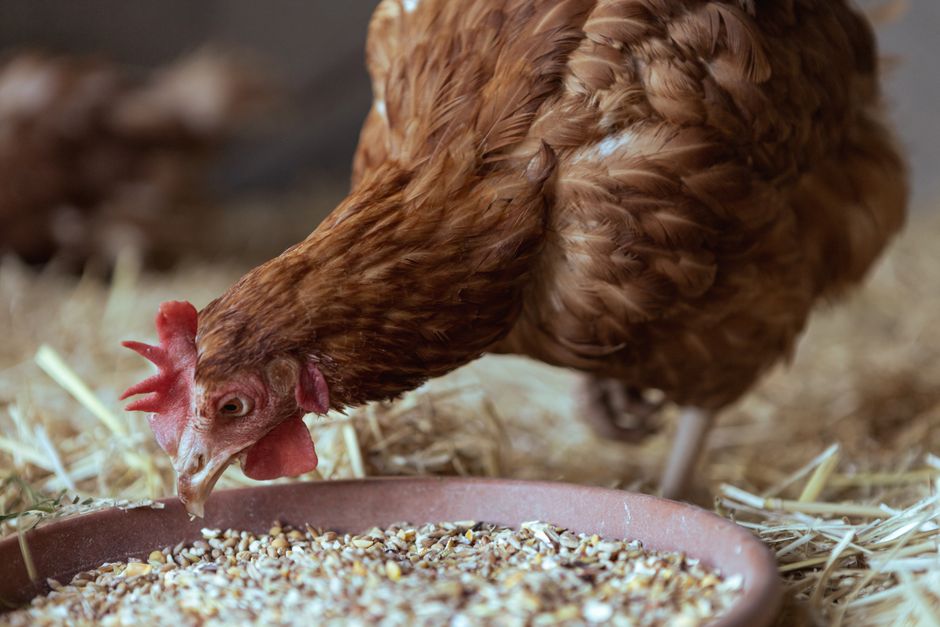Best Organic Feed Options For Healthier Backyard Chickens