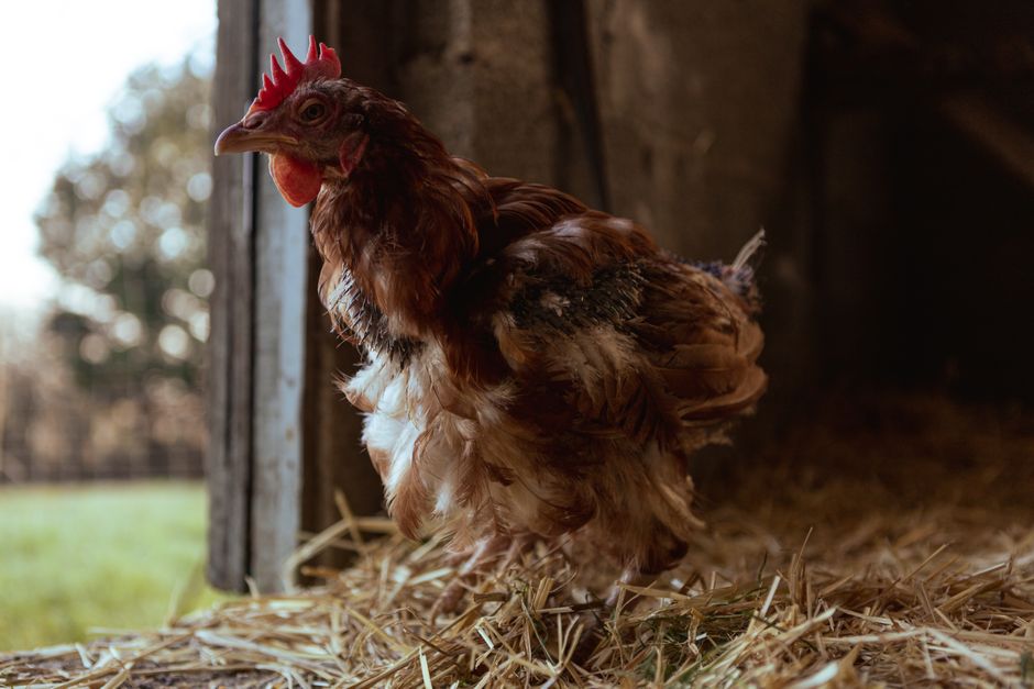Stop Mites Before They Destroy Your Flock
