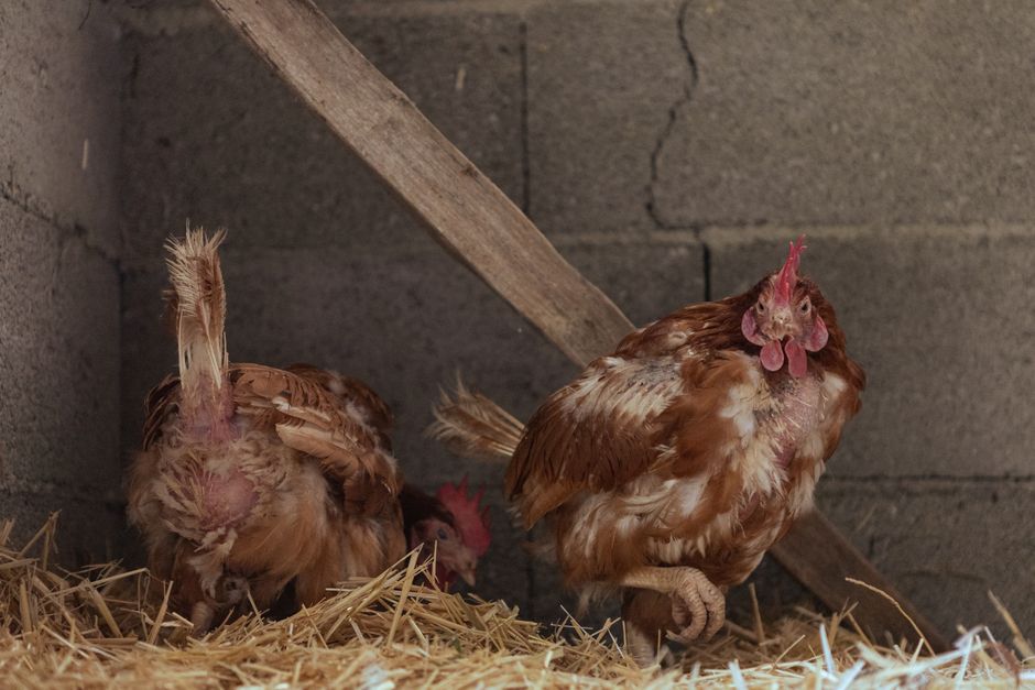 Bumblefoot in Chickens: Recognize and Treat It Fast
