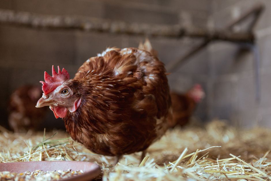 Best Bantam Chicken Breeds For Small Backyards