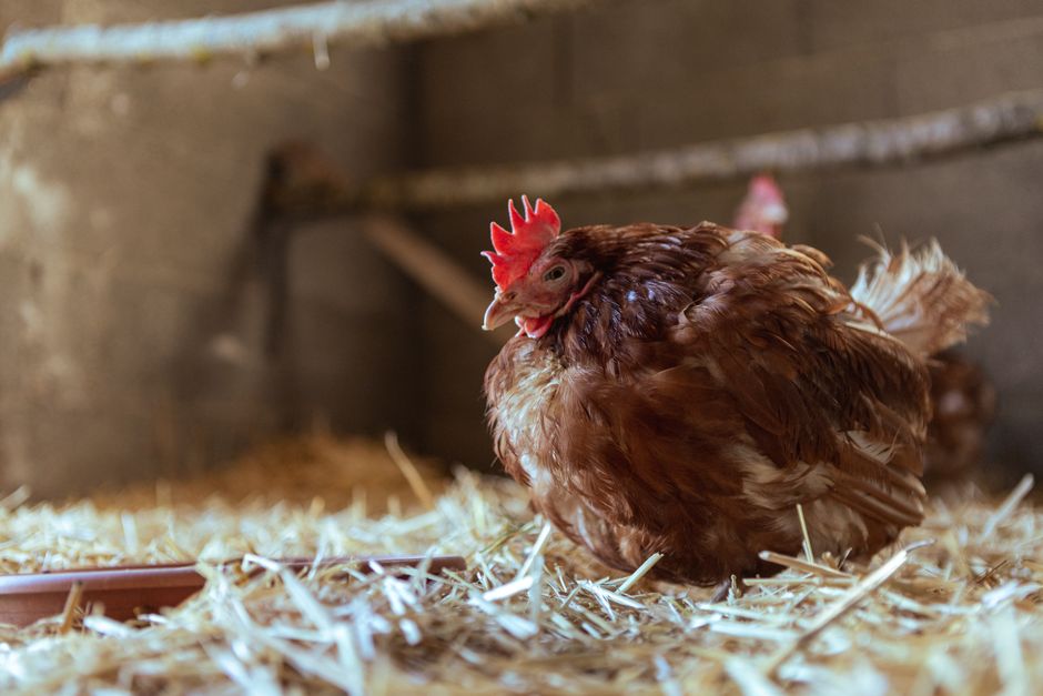Let Your Broody Hen Hatch Eggs Naturally