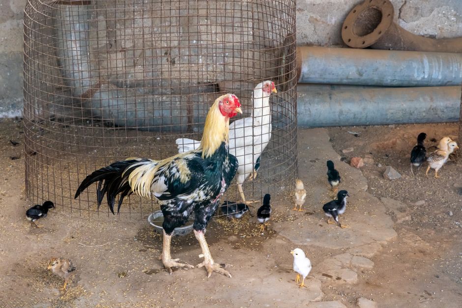 Can Your HOA Ban Backyard Chickens?