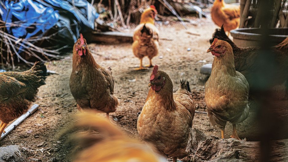 Cities Are Legalizing Backyard Chickens at a Record Pace