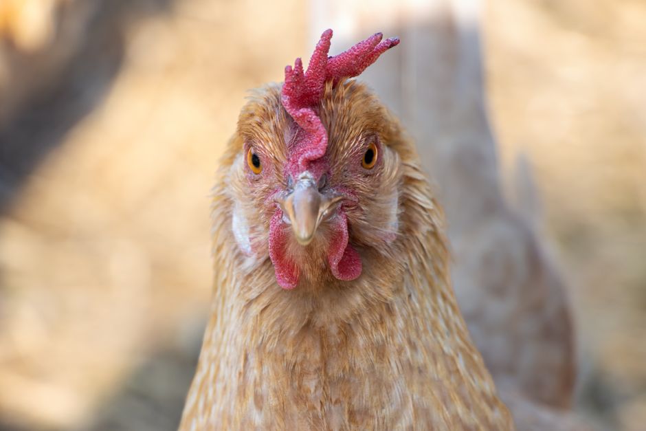Egg Prices Crashed But Flock Numbers Keep Climbing