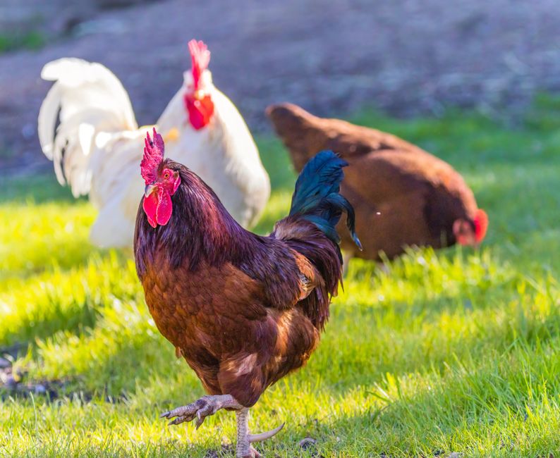 Best Heat Tolerant Chicken Breeds For Hot Climates