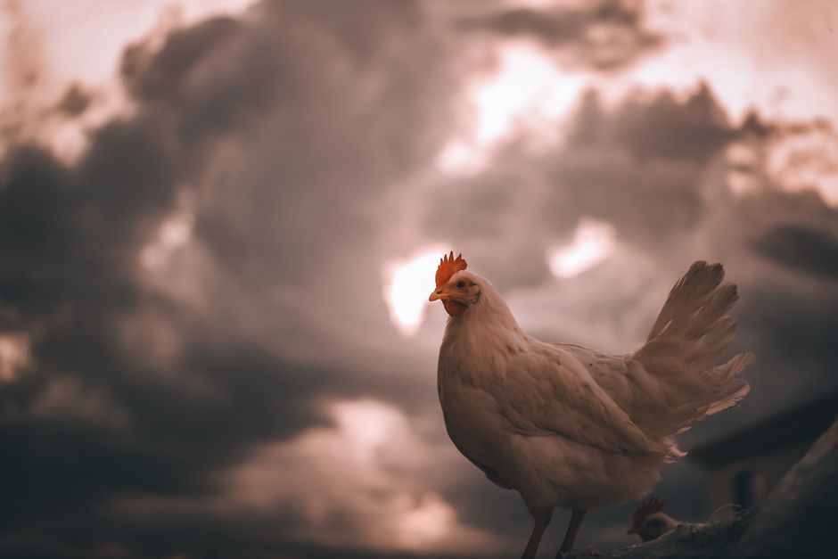 Winter Egg Production: Why Your Chickens Stopped Laying