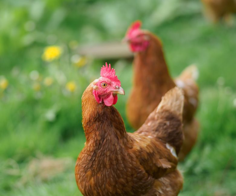 Stop Worm Infestations Before They Harm Your Flock
