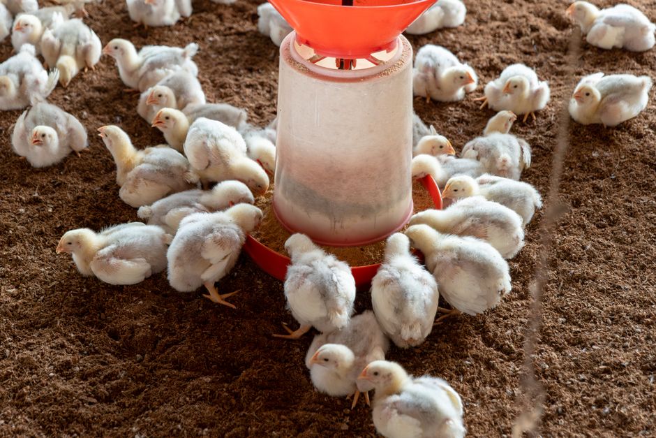 Cheapest Chicken Feed Options: $14-$50 Per Bag