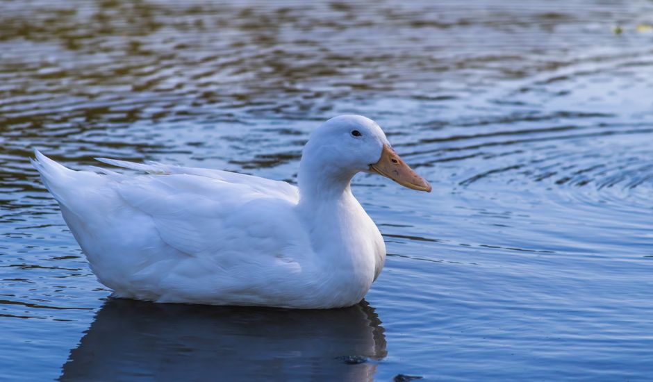 CDC Traces 2026 Salmonella Outbreak to Pekin Ducks and 7 Hatcheries