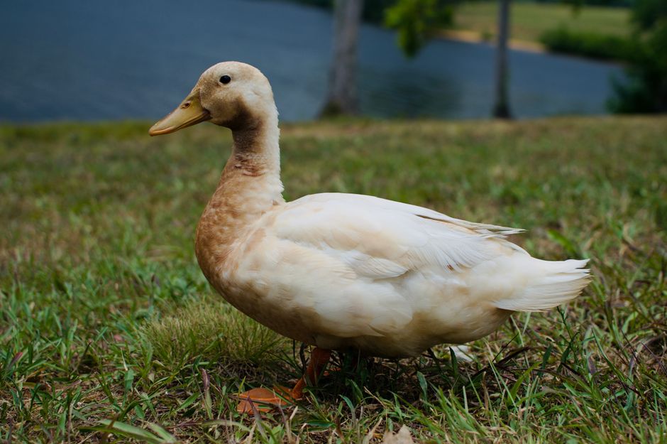Why Pekin Ducks Are at the Center of This Summer's Salmonella Outbreak