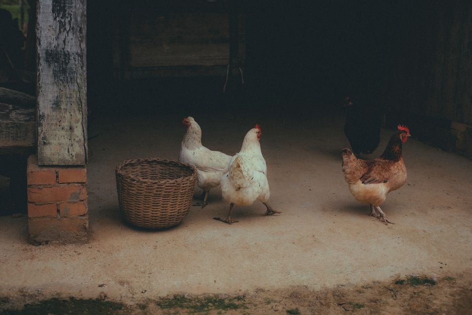 Why Your Chicken Is Limping: Common Causes and Fixes