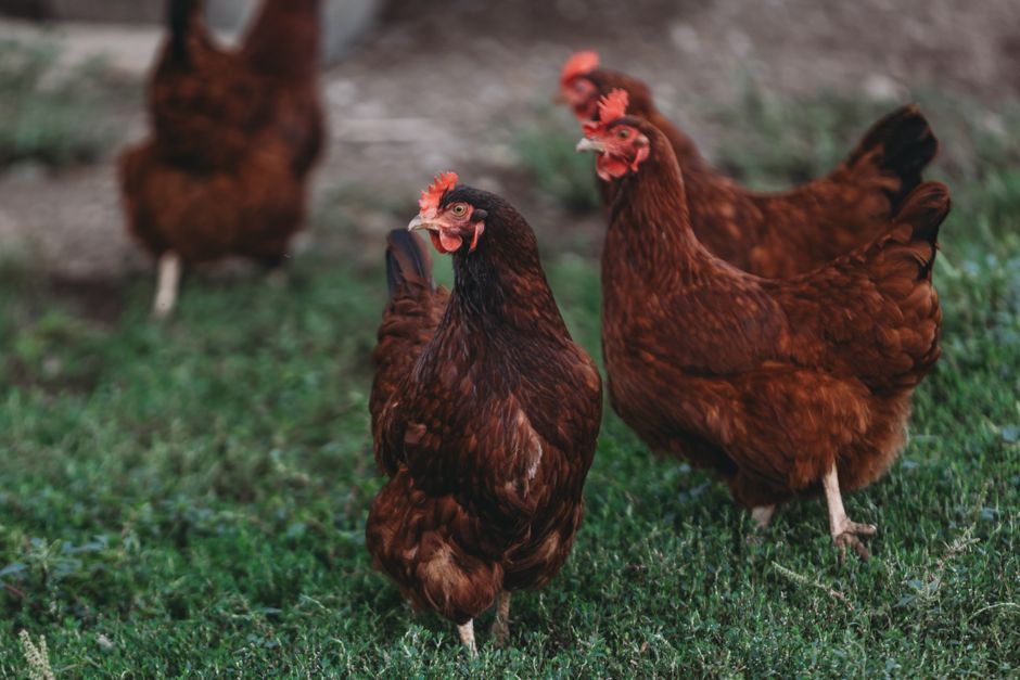 Which Cities Allow Backyard Chickens: A Local Guide