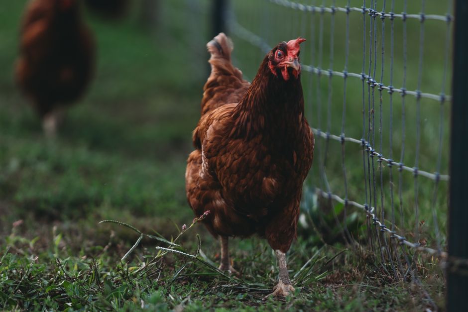 How Long Do Backyard Chickens Really Live?