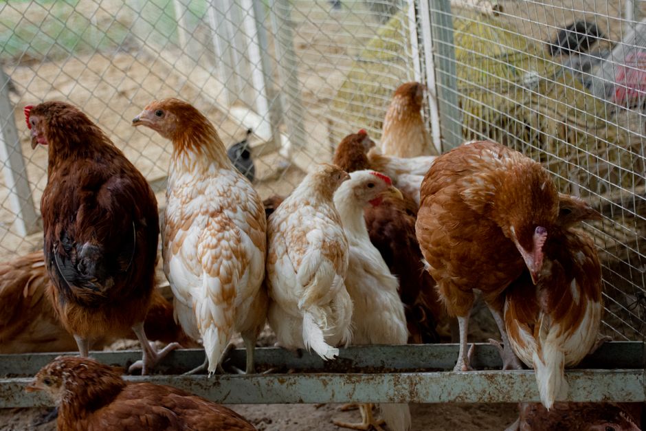 Stop Lice From Destroying Your Flock: Treatment Guide