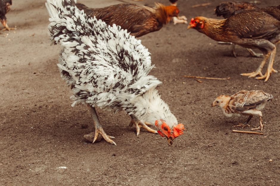 Protect Your Flock: Newcastle Disease Warning Signs