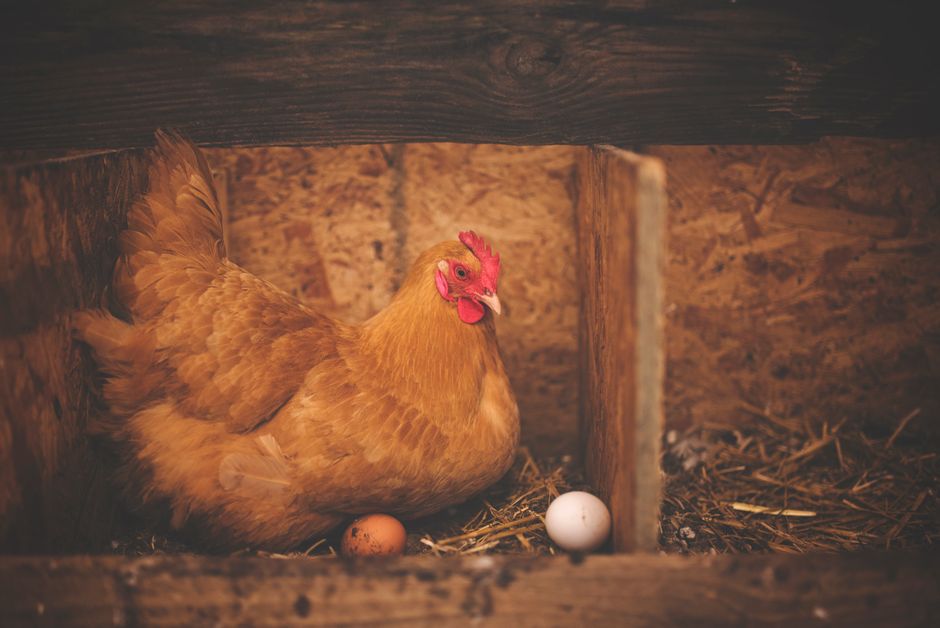 When Your Hen Goes Broody: What Comes Next