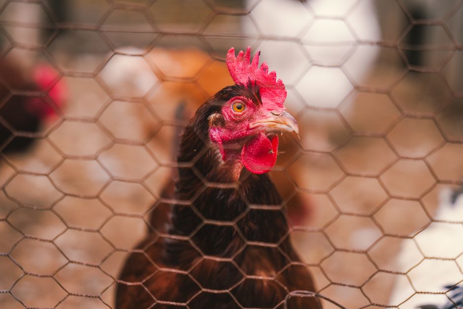 $300 to $900 Chicken Coops: What You Actually Get
