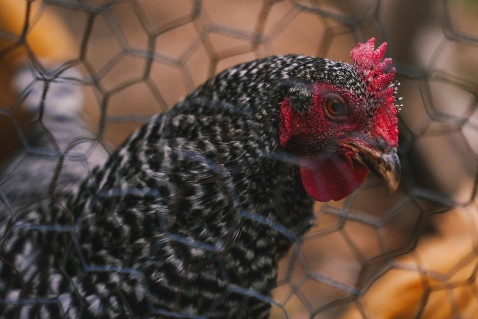 Plymouth Rock Chickens: Breed Guide for Backyard Farmers