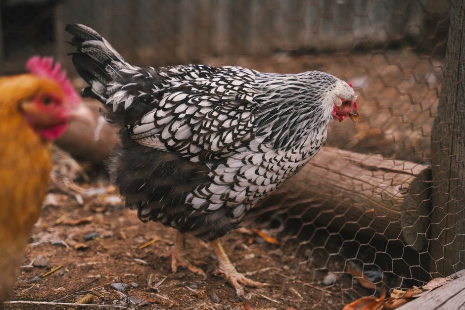 Keep Your Backyard Flock Safe: Toxic Foods To Avoid