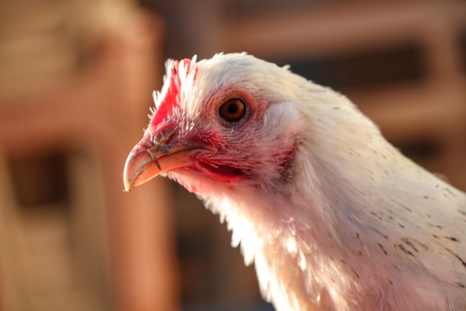 Why Is My Chicken Sneezing? 6 Causes and What to Do