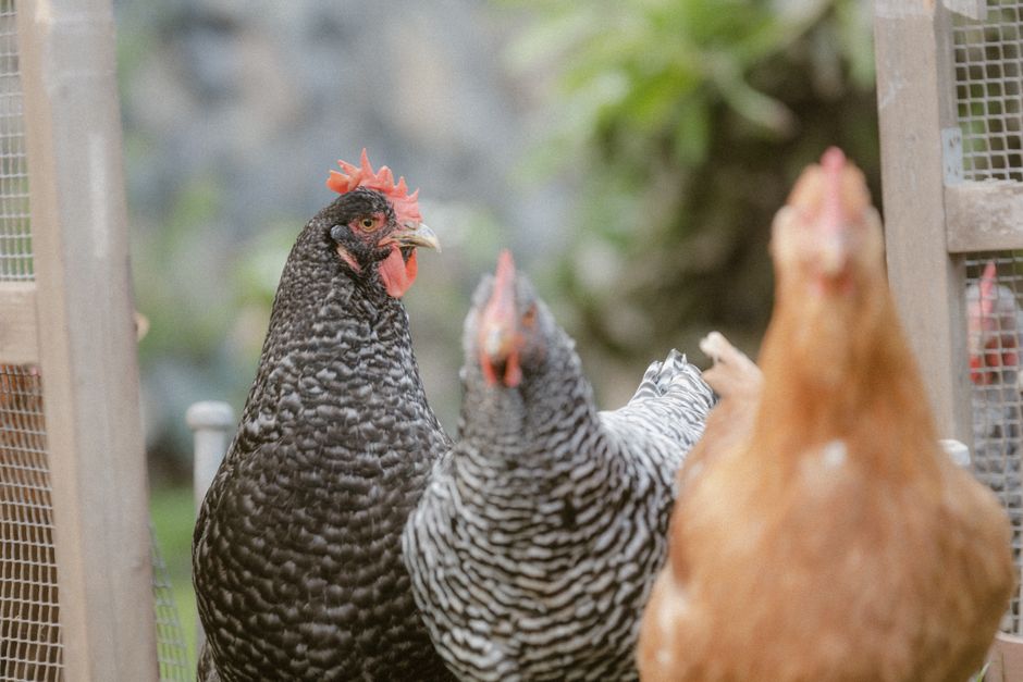 New City Chicken Laws Are Passing Fast. Is Your Town Next?