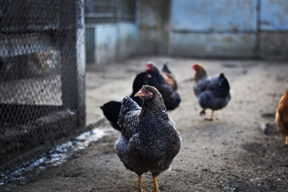 H5N1 Can Kill Your Cat: What Backyard Flock Owners Must Know