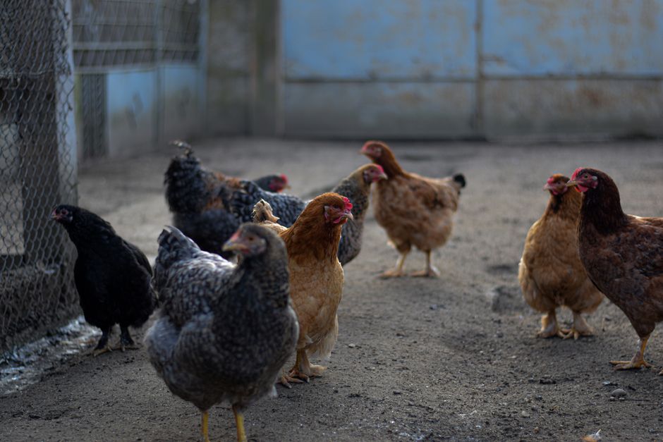 Why Barred Rocks Are Perfect Backyard Layers