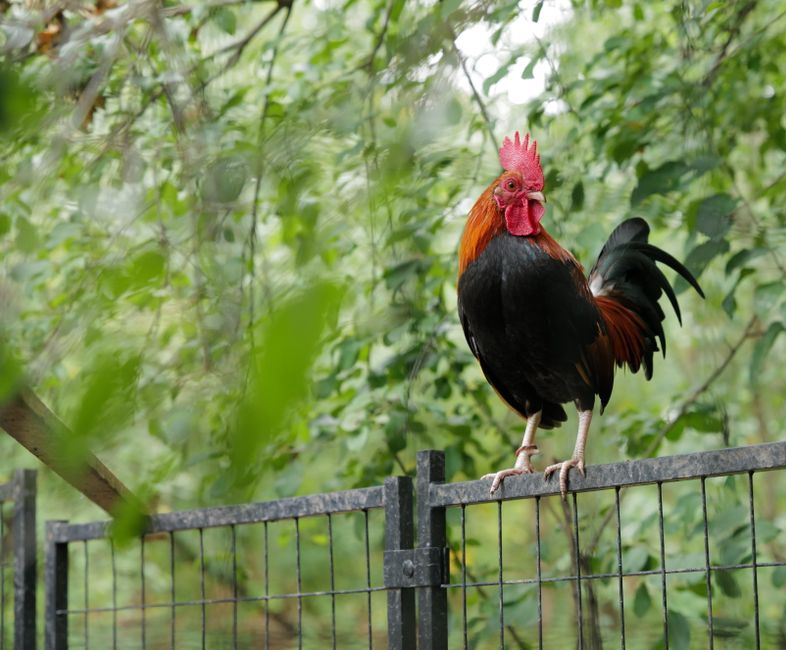 Can You Keep A Rooster? Know Your Local Laws