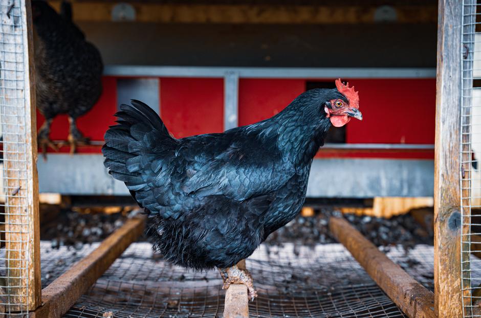 Build A Predator-Proof Chicken Coop Your Flock Will Thrive In