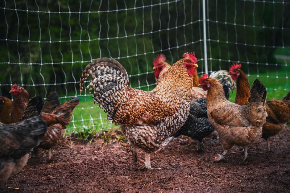 What the CDC H5N1 Survey Revealed About Backyard Flock Owners