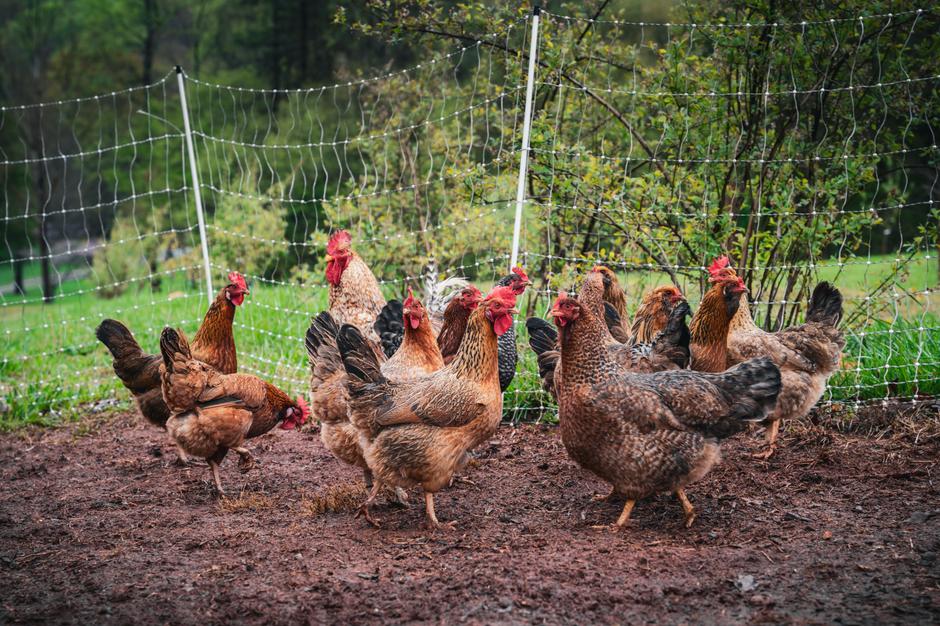 Best Cold Hardy Chicken Breeds For Winter Coops